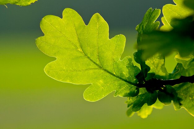 Foto nahaufnahme eines blattes auf einem baum