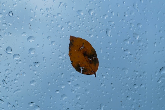 Nahaufnahme eines Blattes auf einem nassen Glasfenster