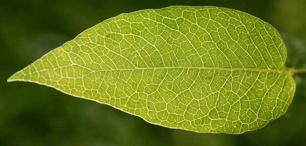 Foto nahaufnahme eines blattes auf weißem hintergrund