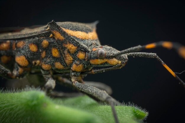 Nahaufnahme eines Blattfüßel-Bugs