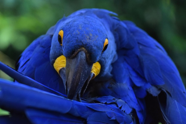 Foto nahaufnahme eines blauen papageis