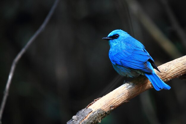 Nahaufnahme eines blauen Vogels, der auf einem Baum sitzt