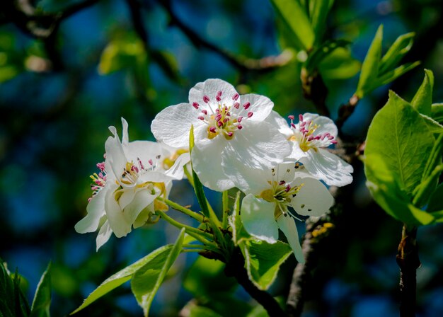 Nahaufnahme eines blühenden Baumes im Frühjahr