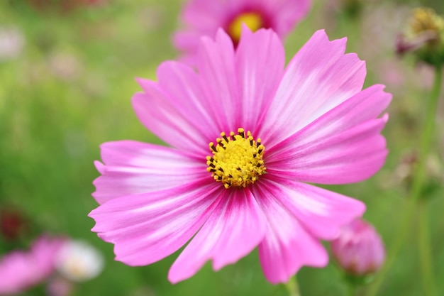 Nahaufnahme eines blühenden wunderschönen zweifarbigen Gartenkosmos oder einer mexikanischen Aster