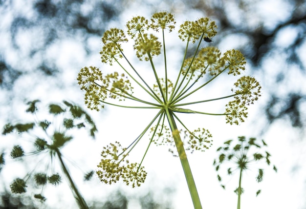 Foto nahaufnahme eines blumenbaums vor dem himmel