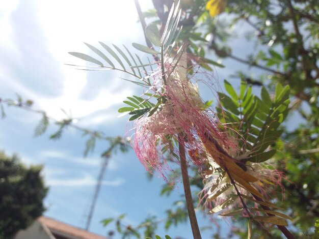 Foto nahaufnahme eines blumenbaums vor dem himmel