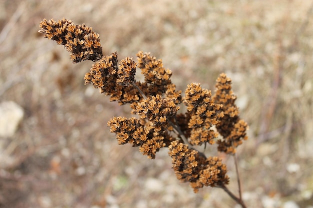 Foto nahaufnahme eines blumenbaums