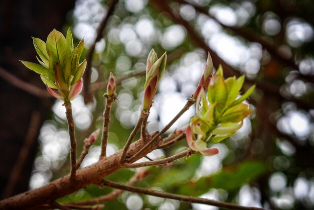 Nahaufnahme eines Blumenbaums