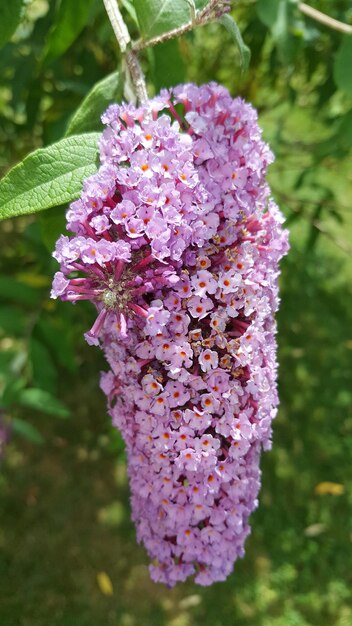 Foto nahaufnahme eines blumenstraußes