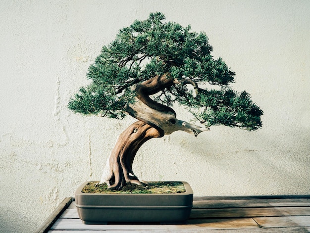 Nahaufnahme eines Bonsai-Baumes auf dem Tisch