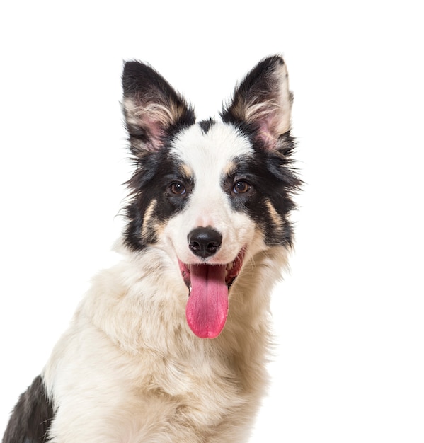 Nahaufnahme eines Border Collie Dog keuchend