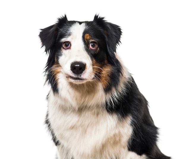 Nahaufnahme eines Border Collie Dog