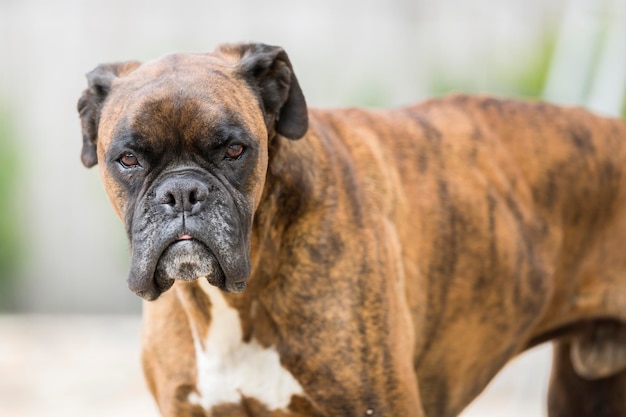 Foto nahaufnahme eines boxerhundes