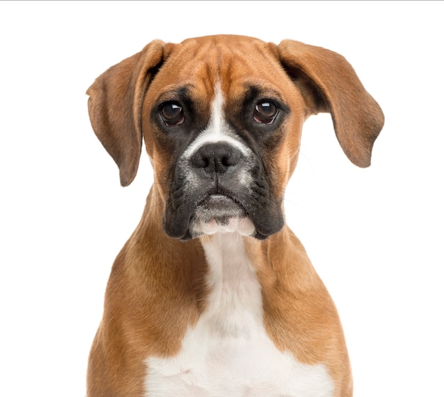 Nahaufnahme eines Boxers vor einer weißen Wand