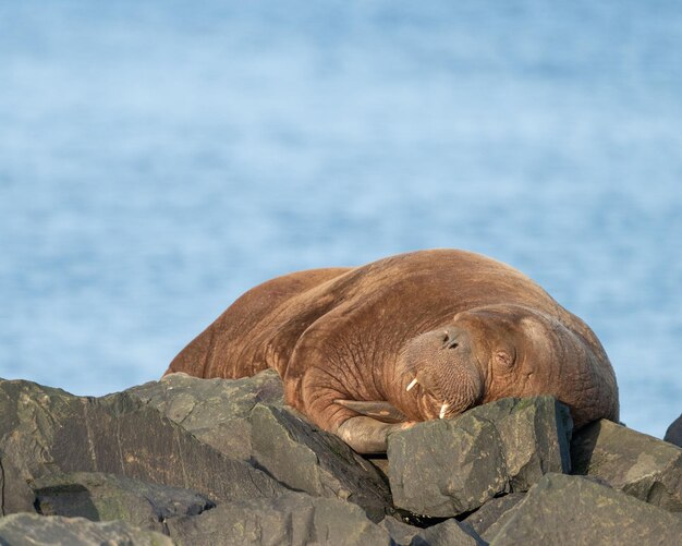 Foto nahaufnahme eines braunen arktischen walrosses, das auf den felsen im seahouses harbour northumberland, großbritannien, liegt