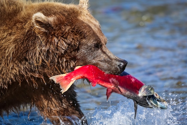Foto nahaufnahme eines braunen bären aus alaska, der sich von einem roten lachs ernährt