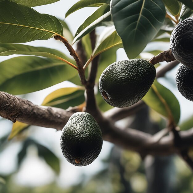 Nahaufnahme eines Bündels frischer Avocados auf dem Baum