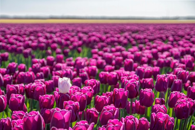 Nahaufnahme eines bunten Bettes aus lila rosa holländischen Tulpen mit einer weißen Tulpe