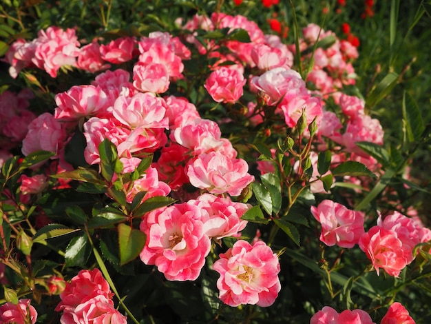 Nahaufnahme eines Busches rosa Rosen im Sommergarten unter dem Sonnenlicht rosa Spray Rosen mit vielen