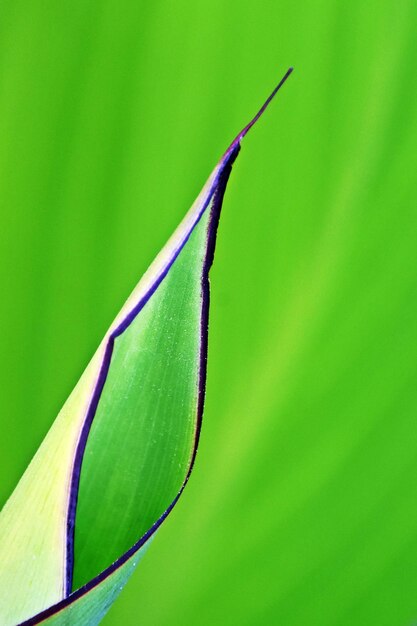 Foto nahaufnahme eines canna-lilieblattes