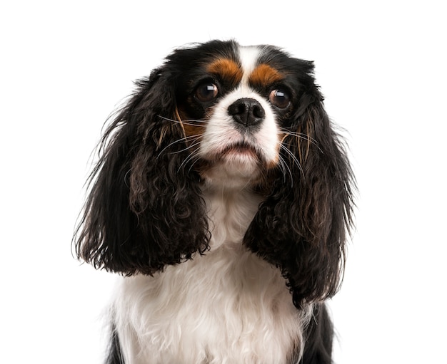 Nahaufnahme eines Cavalier King Charles Spaniel vor einer weißen Wand