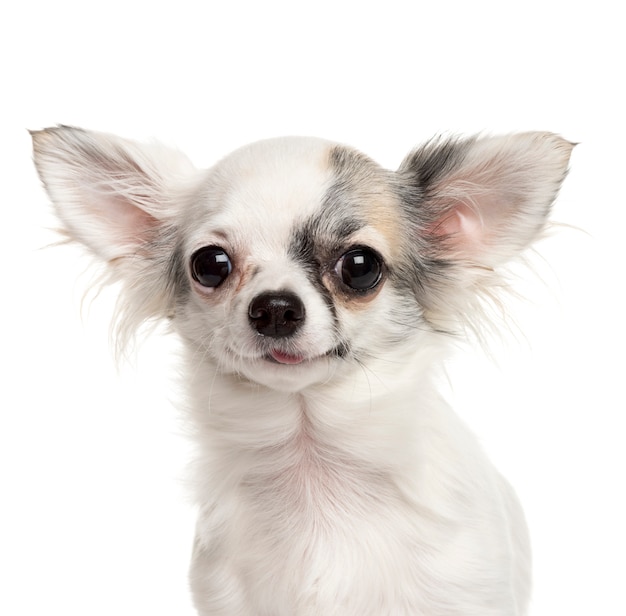 Nahaufnahme eines Chihuahua-Hundes