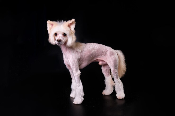 Nahaufnahme eines chinesischen Schopfhundes nach einem Haarschnitt in einem Hundesalon