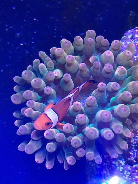 Nahaufnahme eines Clownfisches in einer Anemone