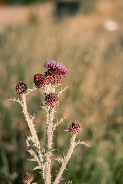 Nahaufnahme eines Distelstrauchs während der Blüte.