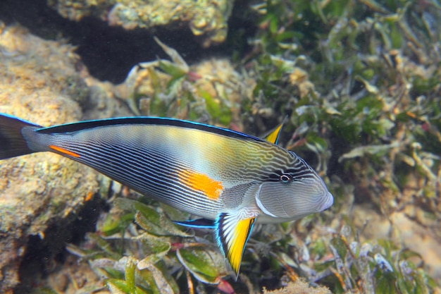 Foto nahaufnahme eines doktorfisches, der unter wasser zwischen korallen schwimmt