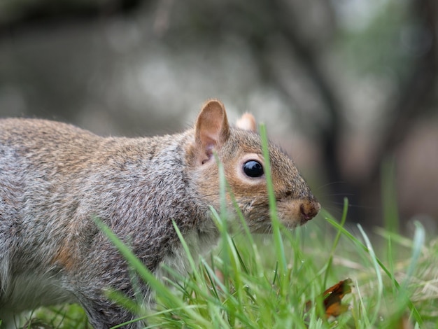 Nahaufnahme eines Eichhörnchens auf dem Feld