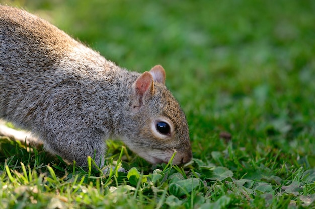 Nahaufnahme eines Eichhörnchens auf dem Feld