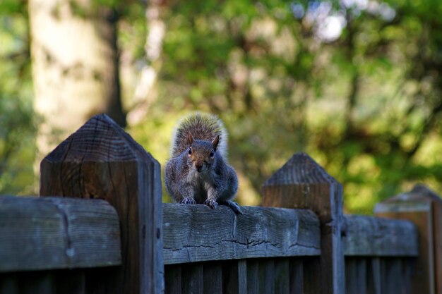 Foto nahaufnahme eines eichhörnchens auf dem zaun