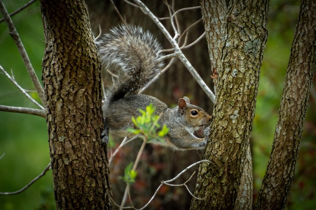 Foto nahaufnahme eines eichhörnchens auf einem baum