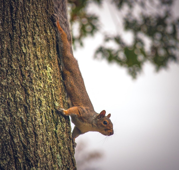 Foto nahaufnahme eines eichhörnchens auf einem baumstamm gegen den himmel
