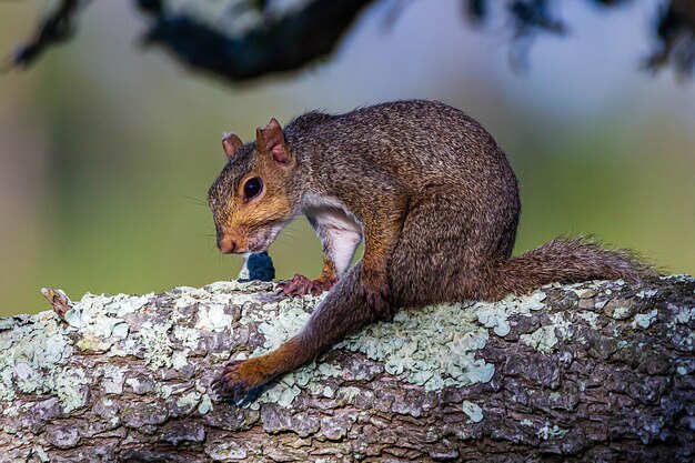 Foto nahaufnahme eines eichhörnchens auf einem baumstamm