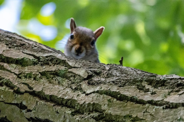 Nahaufnahme eines Eichhörnchens auf einem Baumstamm