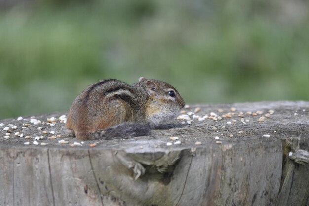 Foto nahaufnahme eines eichhörnchens auf einem holzstamm