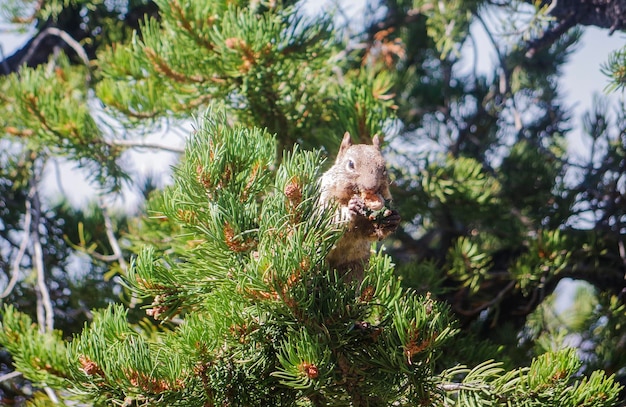 Foto nahaufnahme eines eichhörnchens auf einem kiefernbaum