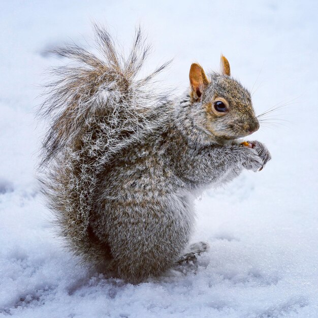 Foto nahaufnahme eines eichhörnchens im schnee