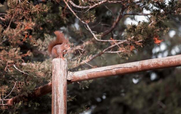 Nahaufnahme eines Eichhörnchens klettern auf eine Holzstange in einem Naturpark?