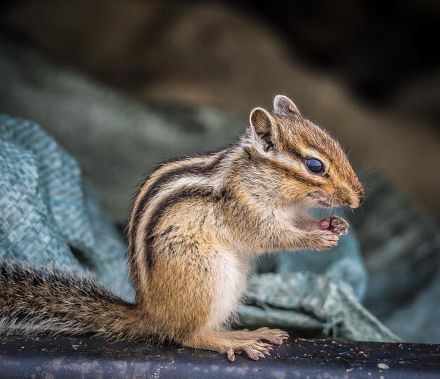 Foto nahaufnahme eines eichhörnchens