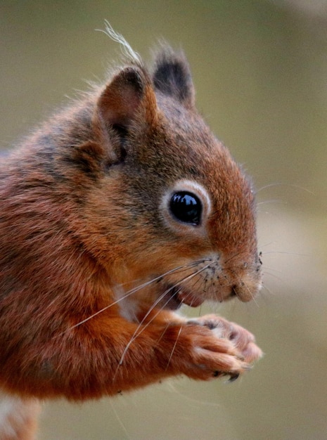 Foto nahaufnahme eines eichhörnchens