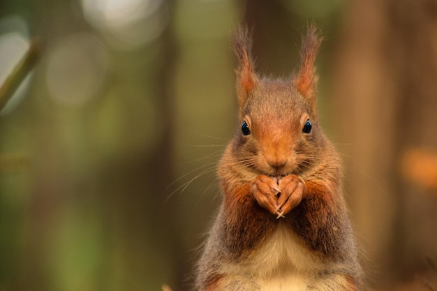 Foto nahaufnahme eines eichhörnchens