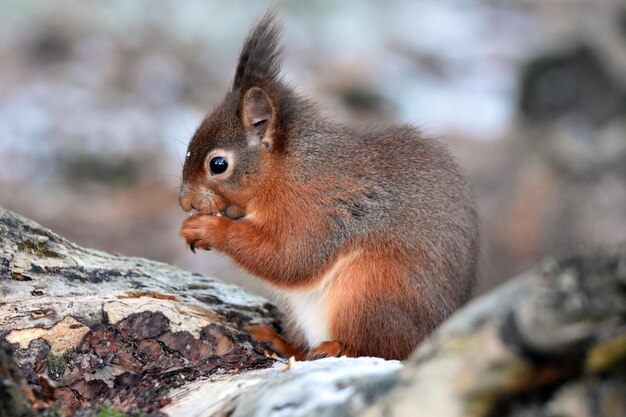 Foto nahaufnahme eines eichhörnchens