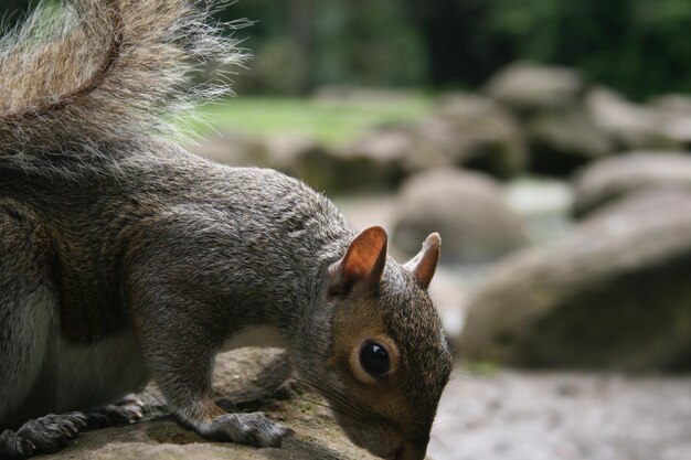 Foto nahaufnahme eines eichhörnchens
