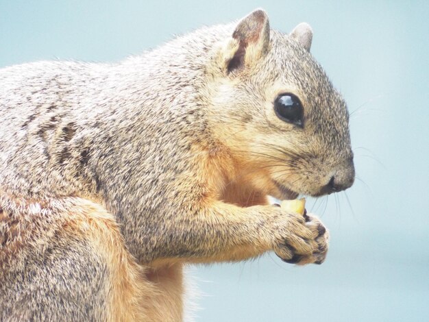 Foto nahaufnahme eines eichhörnchens