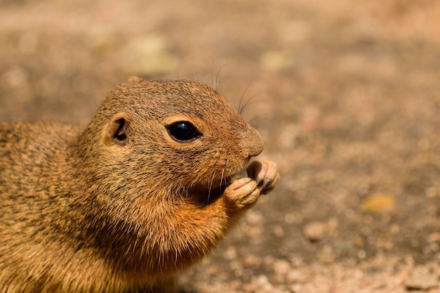 Foto nahaufnahme eines eichhörnchens