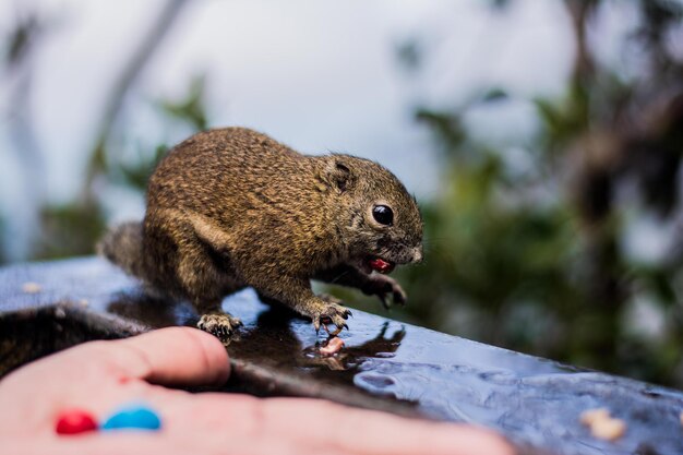 Foto nahaufnahme eines eichhörnchens