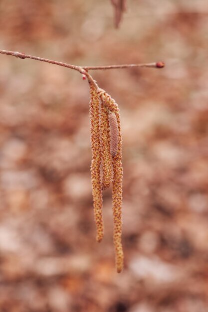 Nahaufnahme eines einzelnen kleinen Zweigs mit verlängerten Kätzchen von gelber Farbe des Haselnussbaums im Wald mit verschwommenem Hintergrund Fortpflanzungssaison für die Flora Naturbeobachtung